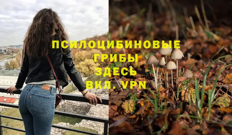 Галлюциногенные грибы Psilocybe  Борисоглебск 